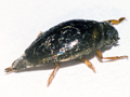 Gyrinus substriatus